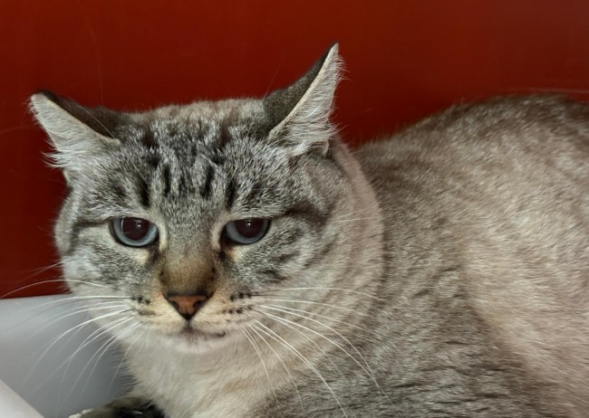 Imagen de Portuguesa