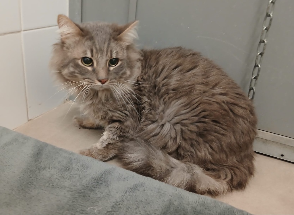 Imagen de BAHREIN ERAS