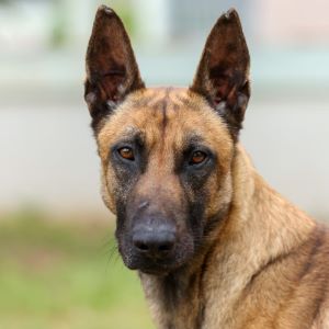 Imagen de Paquito
