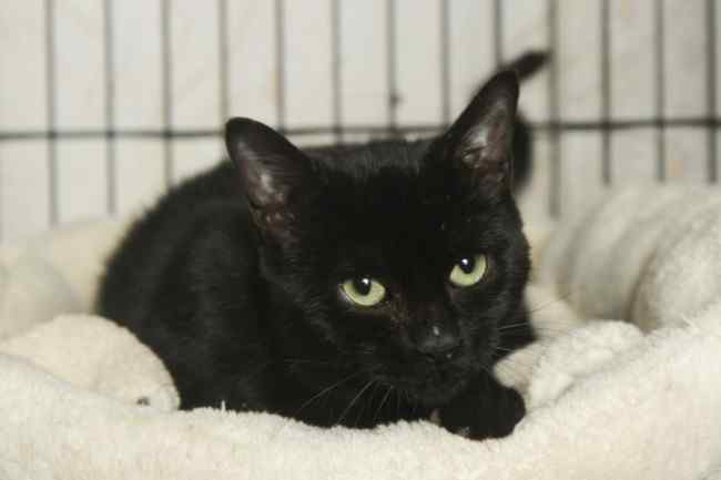 Imagen de Soneto Ferry