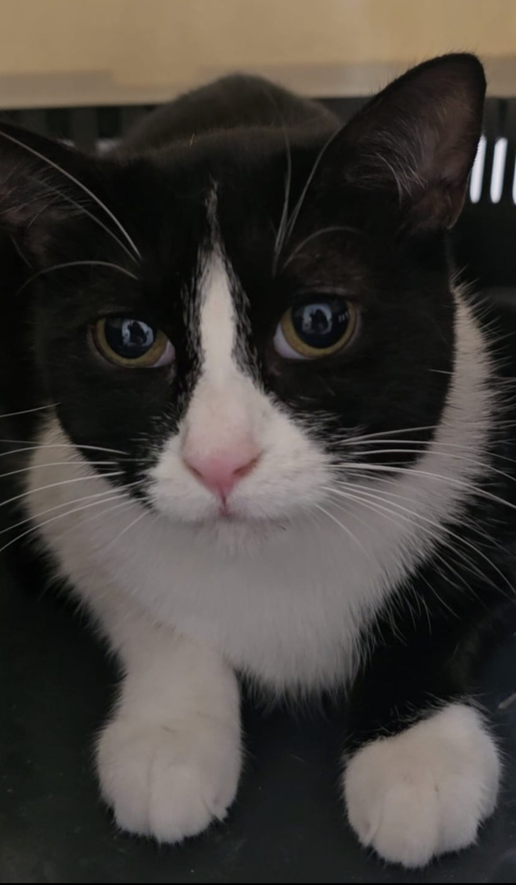 Imagen de BLANCANIEVES