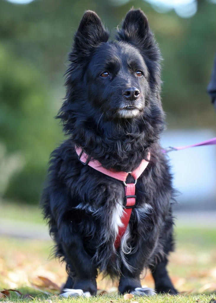 Imagen de PINK FAPAM