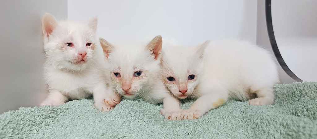 Imagen de LATTE