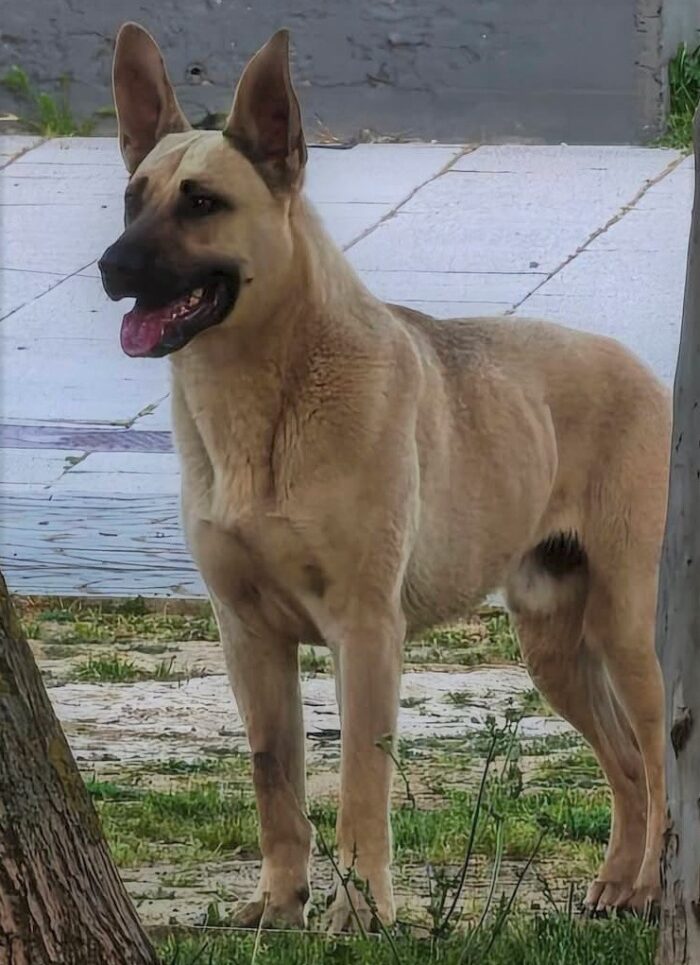 Imagen de DINGO