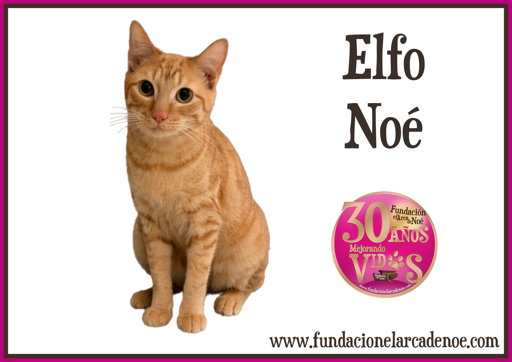 Imagen de Elfo noé