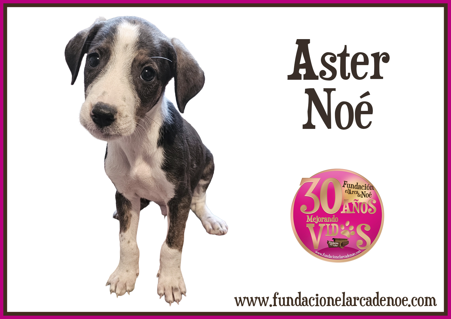 Imagen de Aster noé