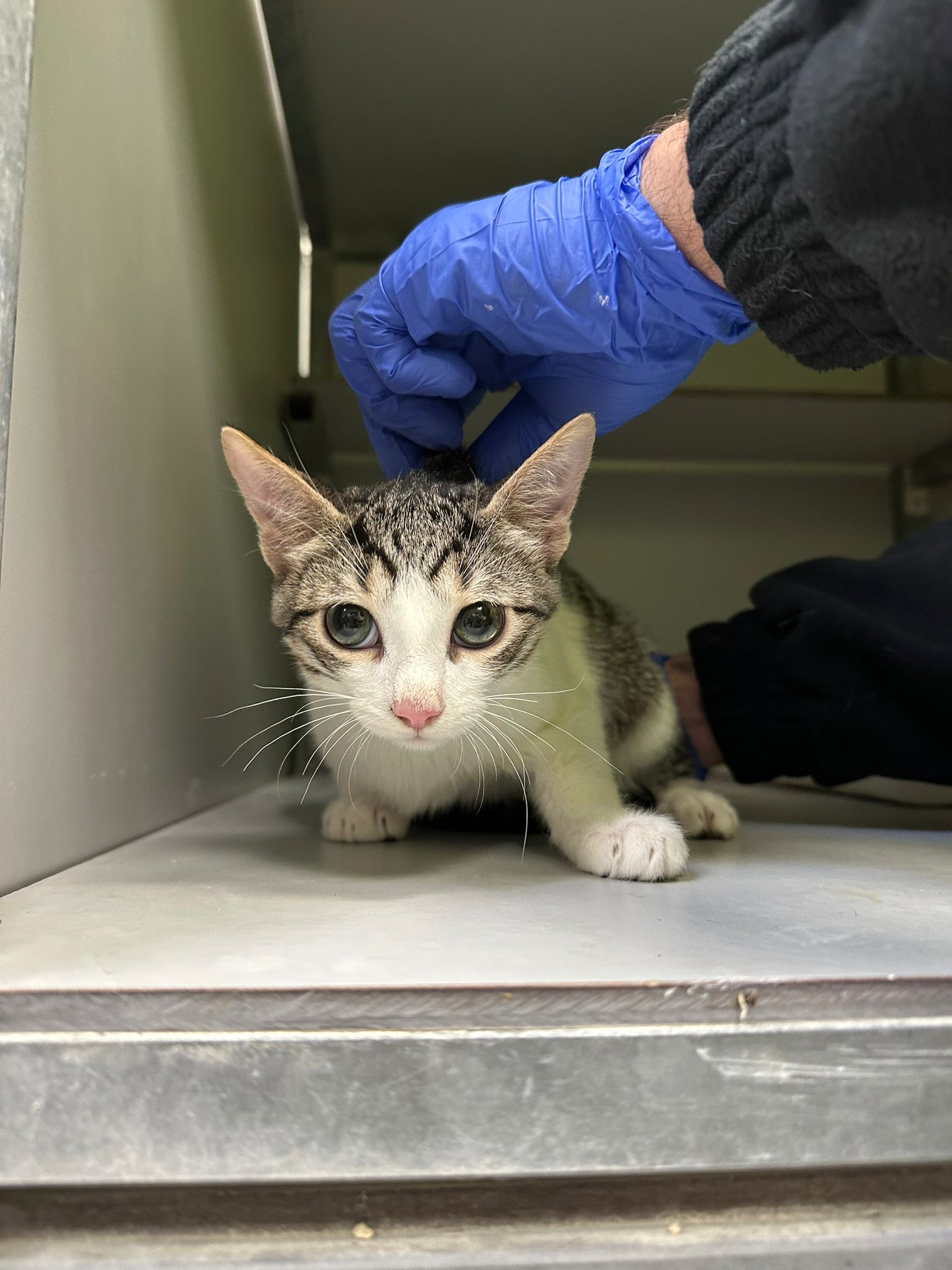 Imagen de MR. WHISKERS