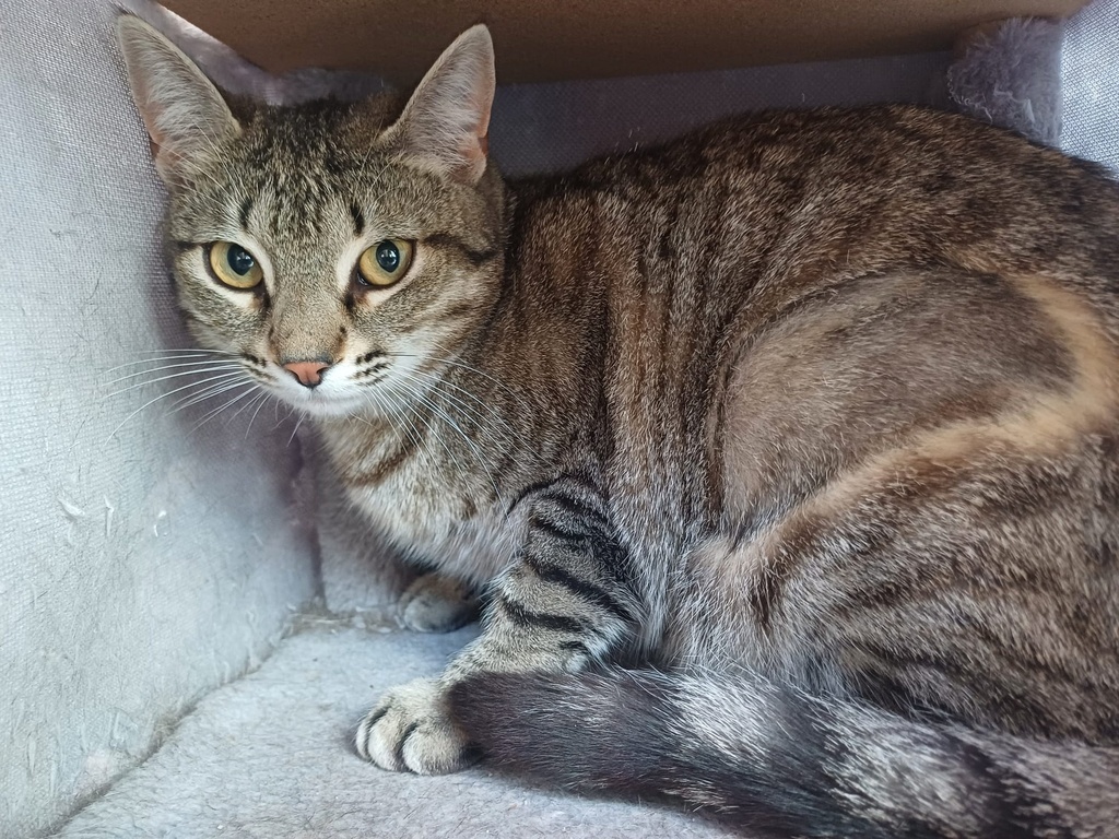 Imagen de QUEEN LA CAMADA