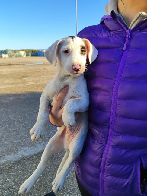 Imagen de Cupido Pink