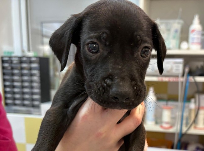 Imagen de Thabo Tropa