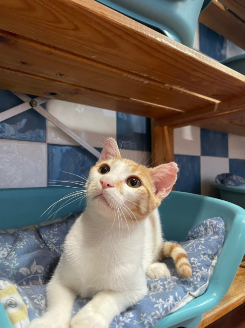 Imagen de Tiro Camper