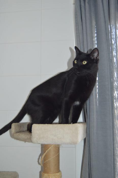 Imagen de Embalsamado