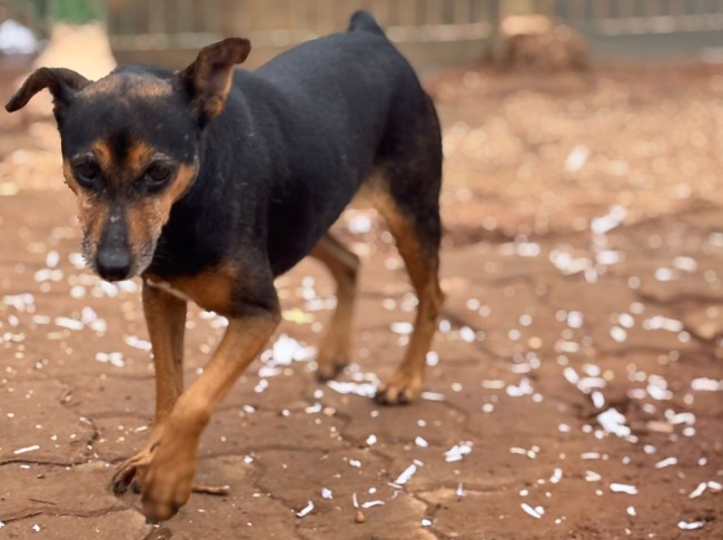 Imagen de Chiva Cija