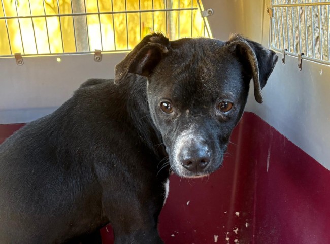 Imagen de Lao Cai Dina