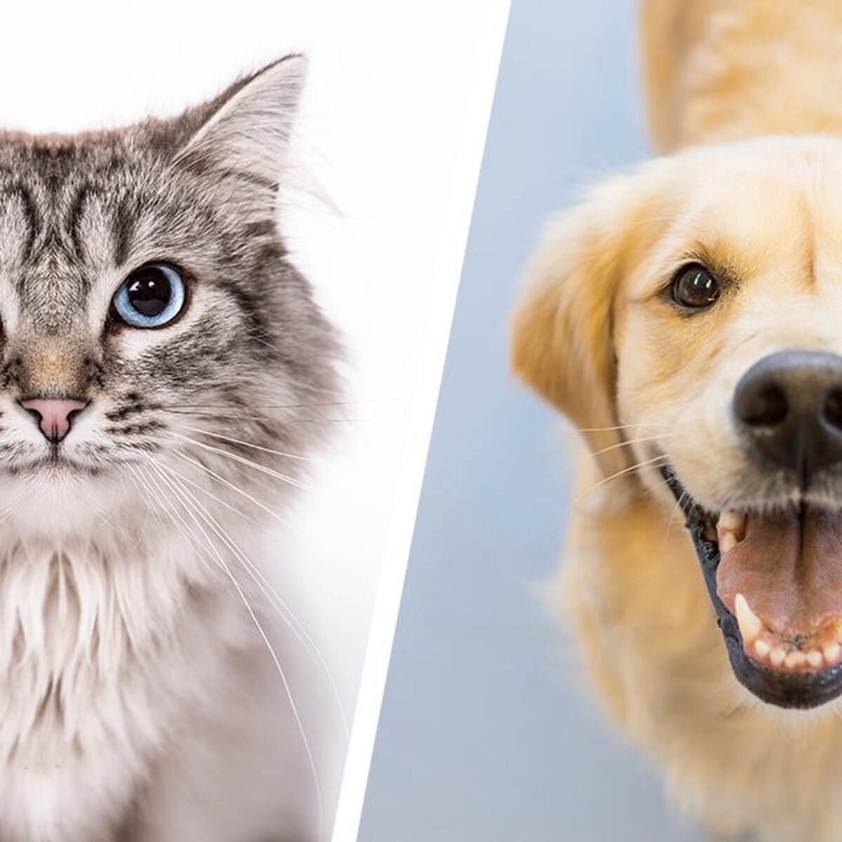 Imagen del centro de acogida  Ladrar y Maullar