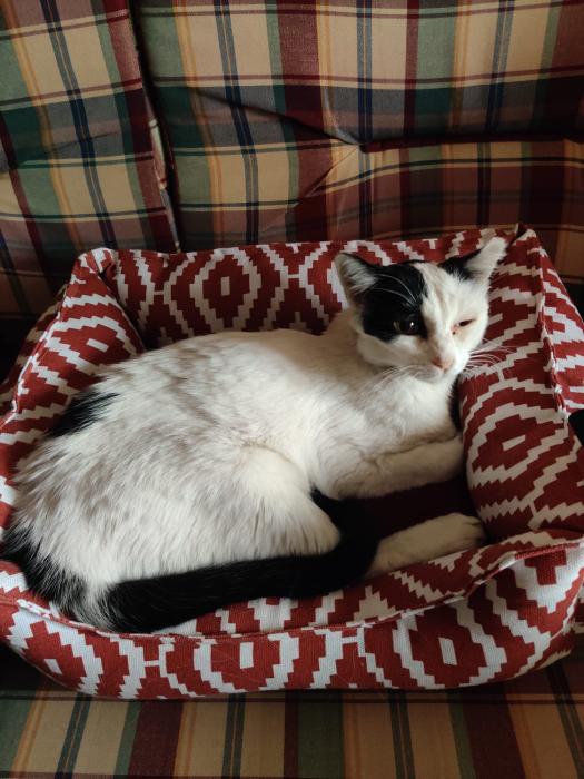 Imagen de Reina mora