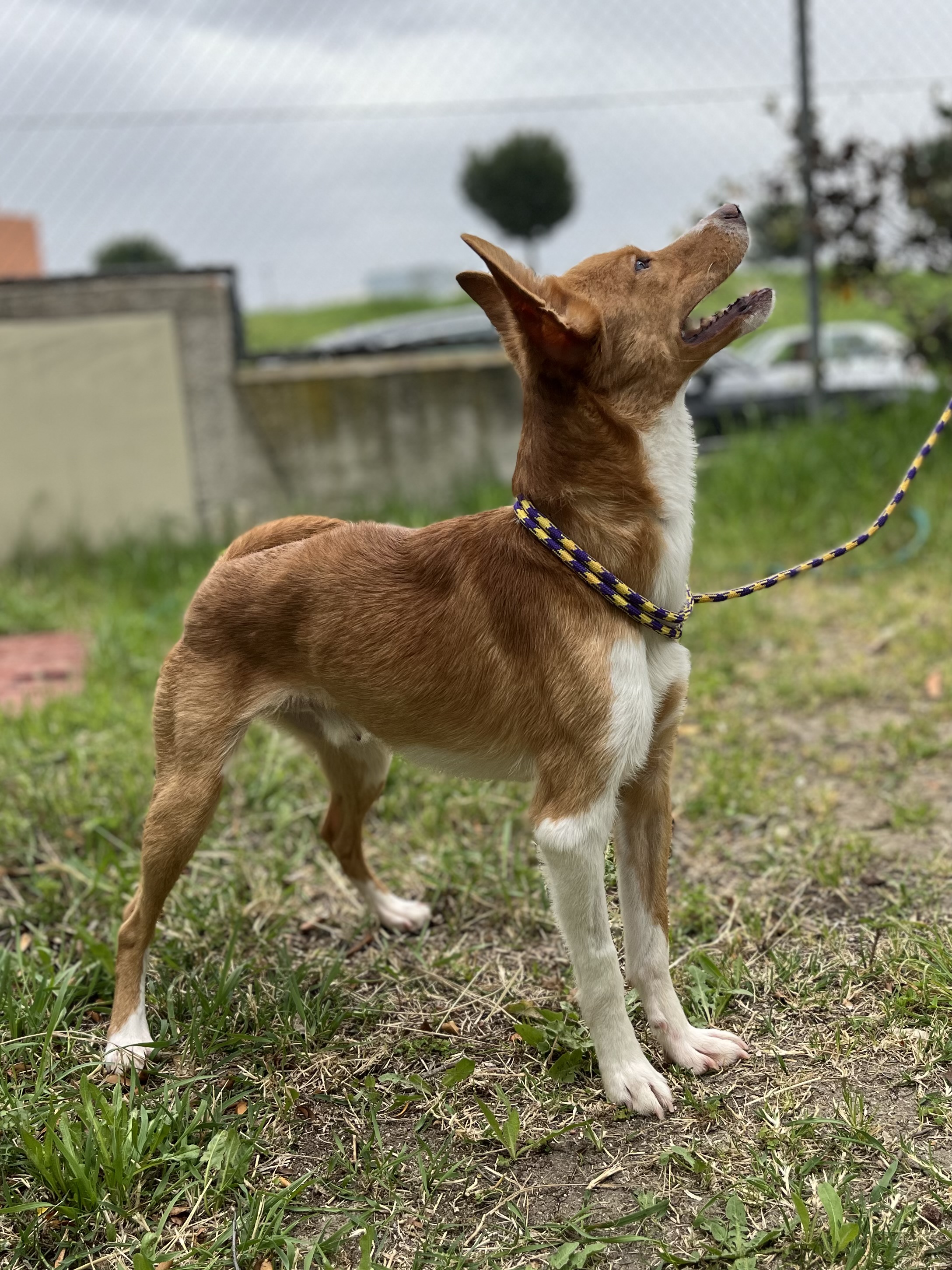 Imagen detalle
