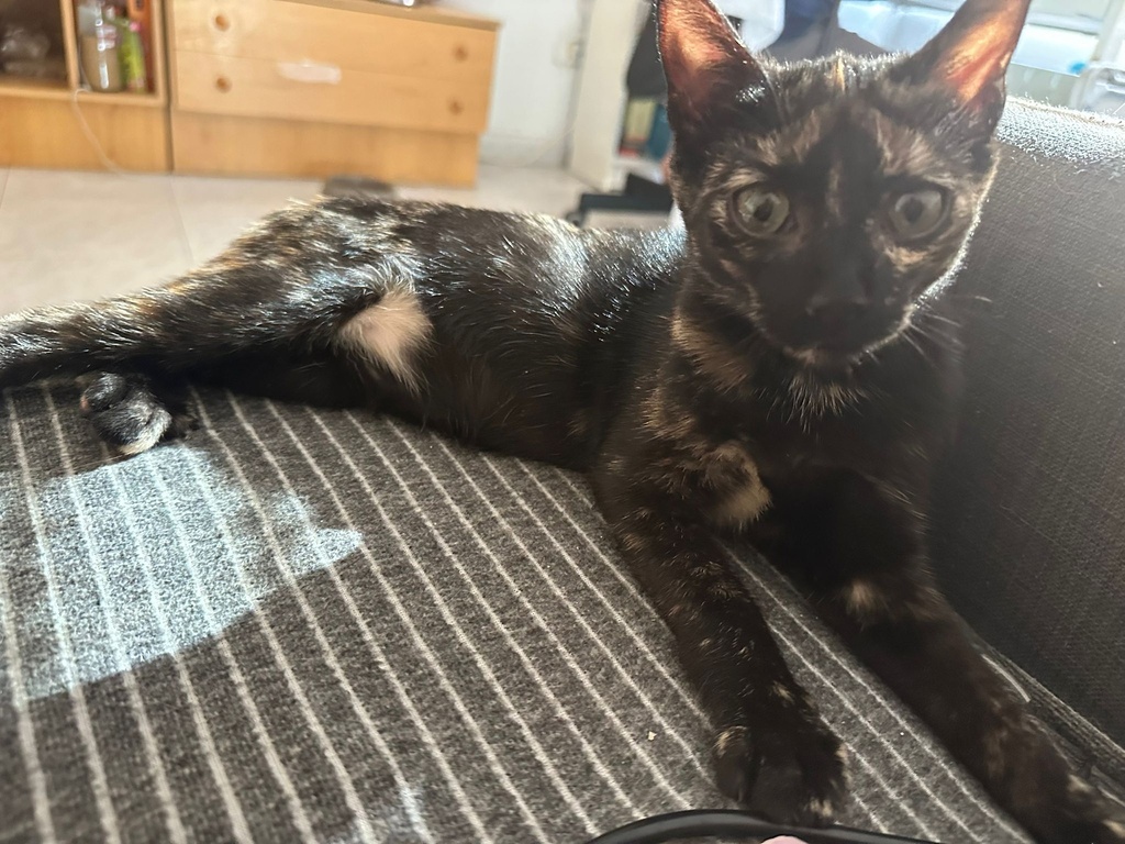 Imagen de MERCEDITAS