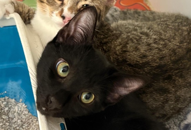 Imagen de Irlando Eire