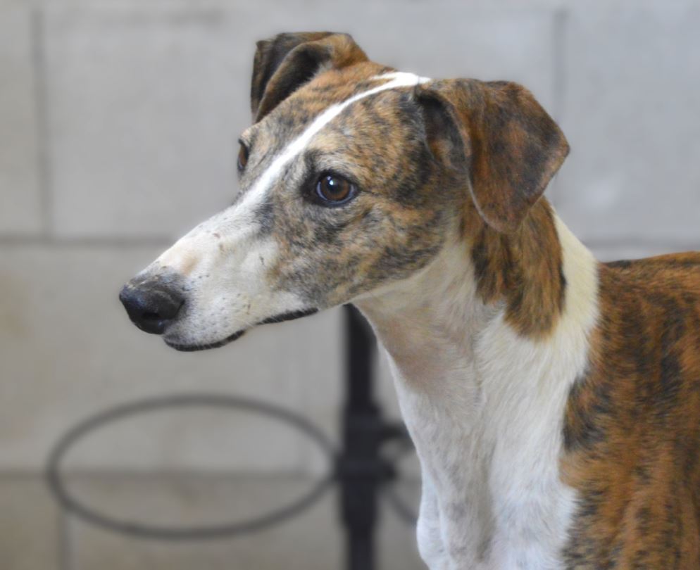 Imagen de MOZZARELLA