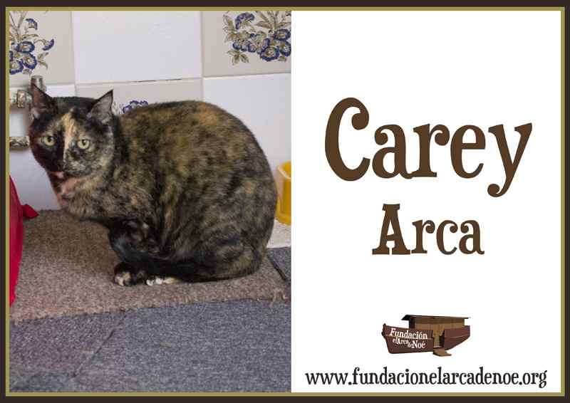 Imagen de Carey arca