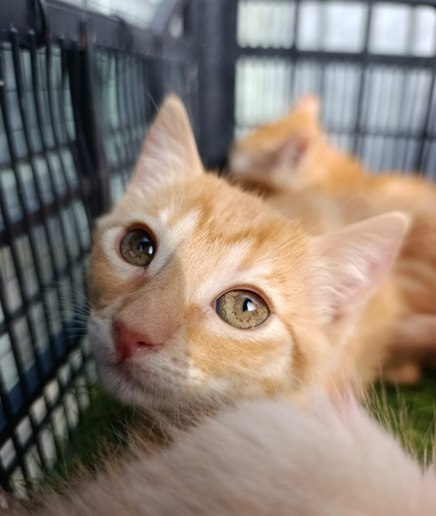 Imagen de Tora