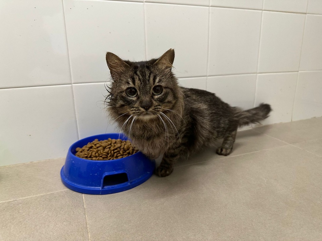 Imagen de TOBAGO ERAS