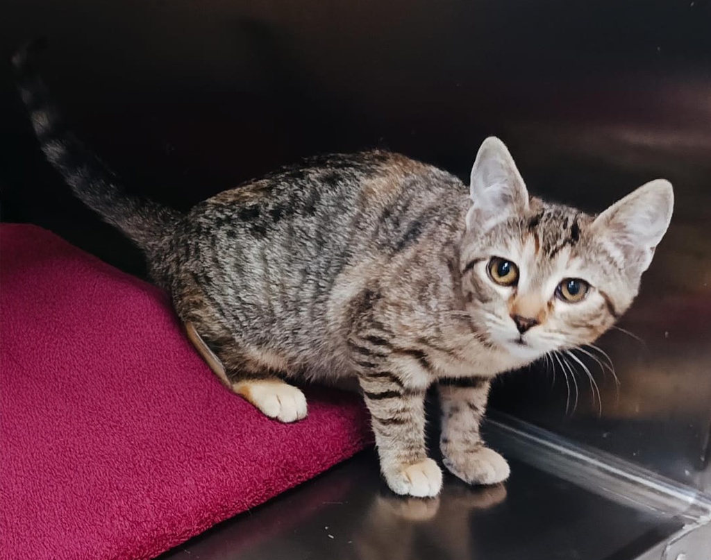 Imagen de CHISPA MAJAELRAYO