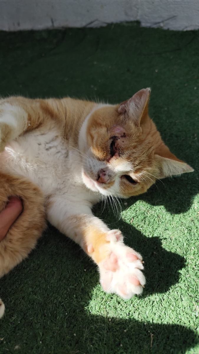 Imagen de GAIA (URGENTE)