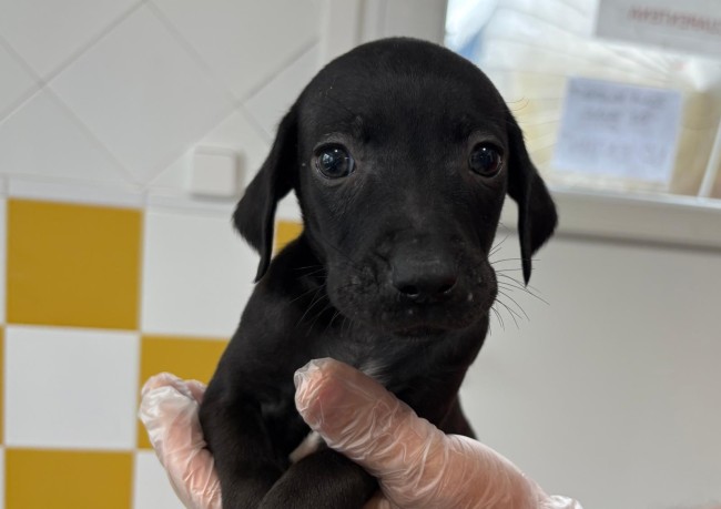 Imagen de Bassel Tropa