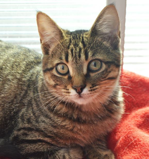 Imagen de MAKI (URGENTE)