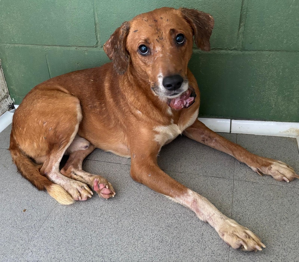 Imagen de TILO ARGANDA