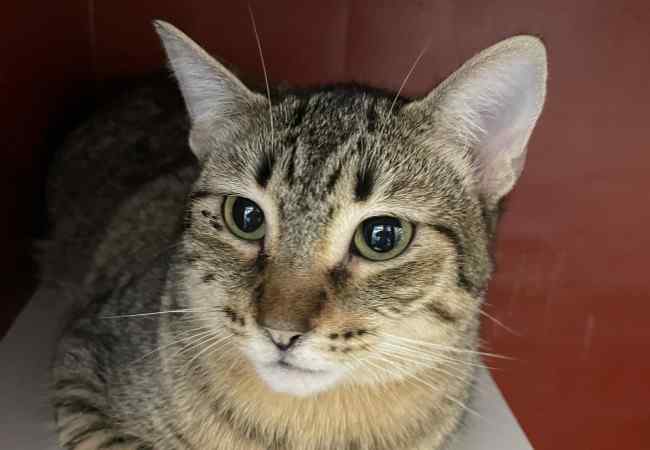 Imagen de Curazao Cari