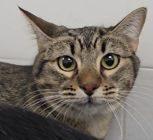 Imagen detalle