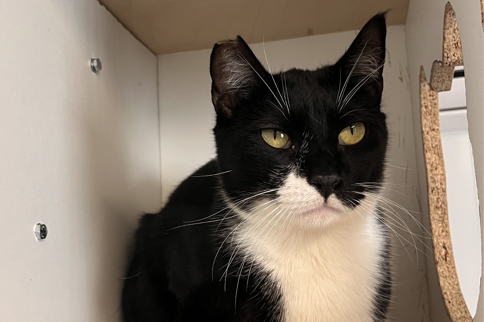 Imagen de MR. POTATO