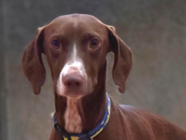 Imagen de George Dozo