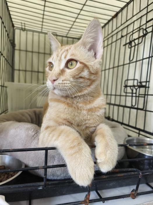 Imagen de Kini el bombero