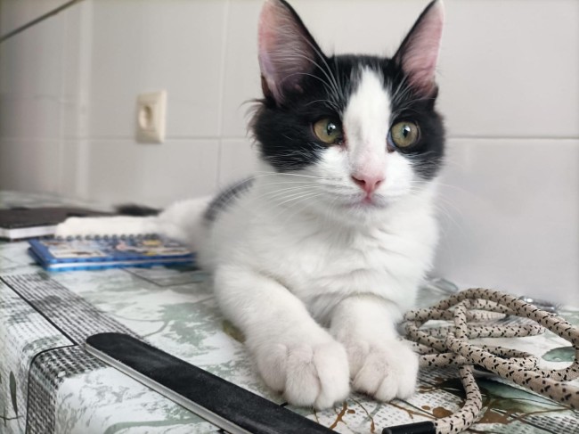 Imagen de Taco Domingo