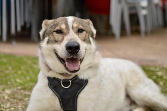 Imagen de Corito Peral