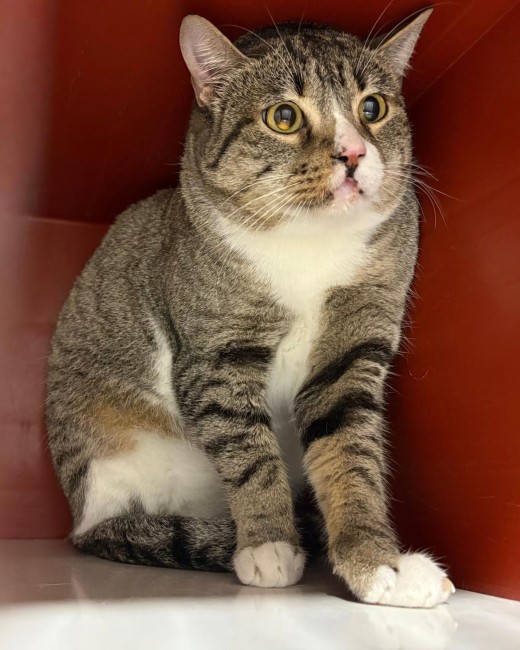 Imagen de Ekaterina Oku