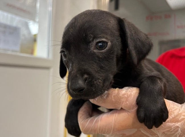 Imagen de Lewa Tropa