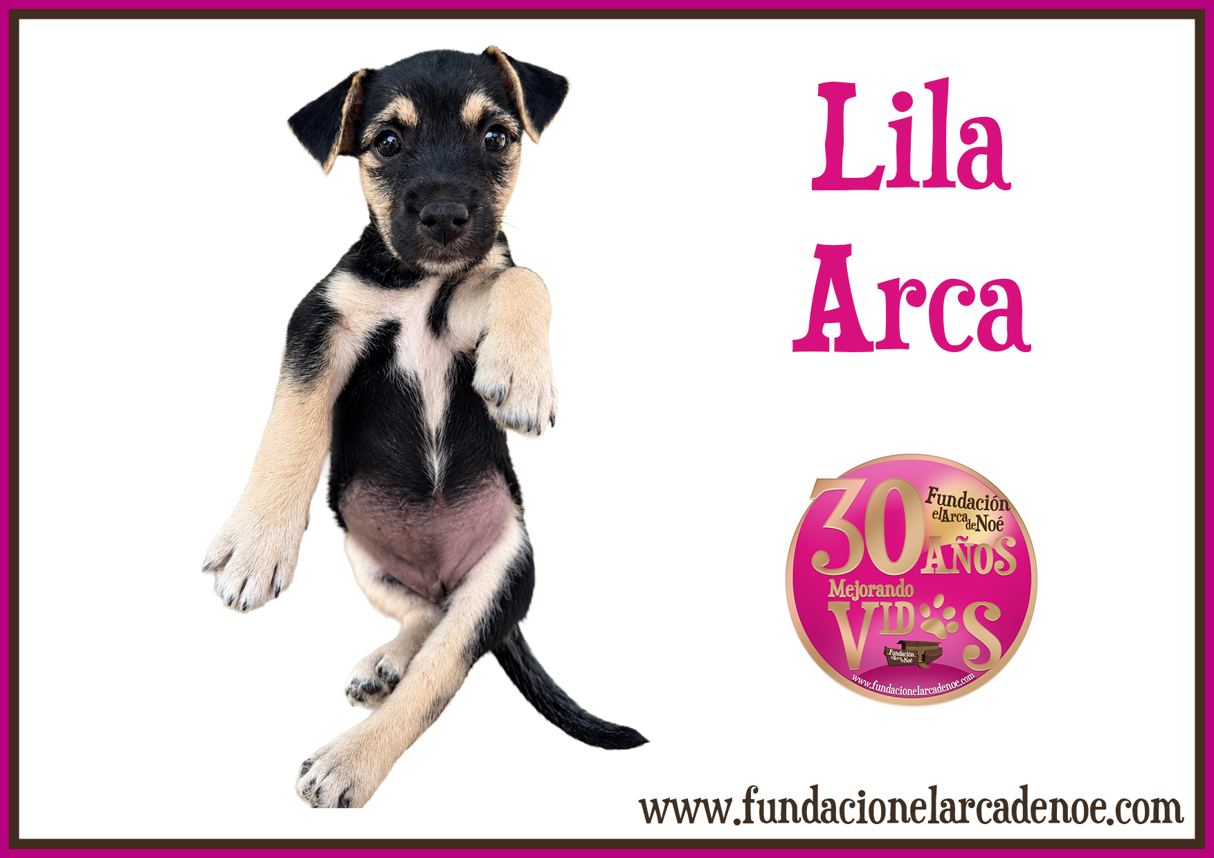 Lila arca