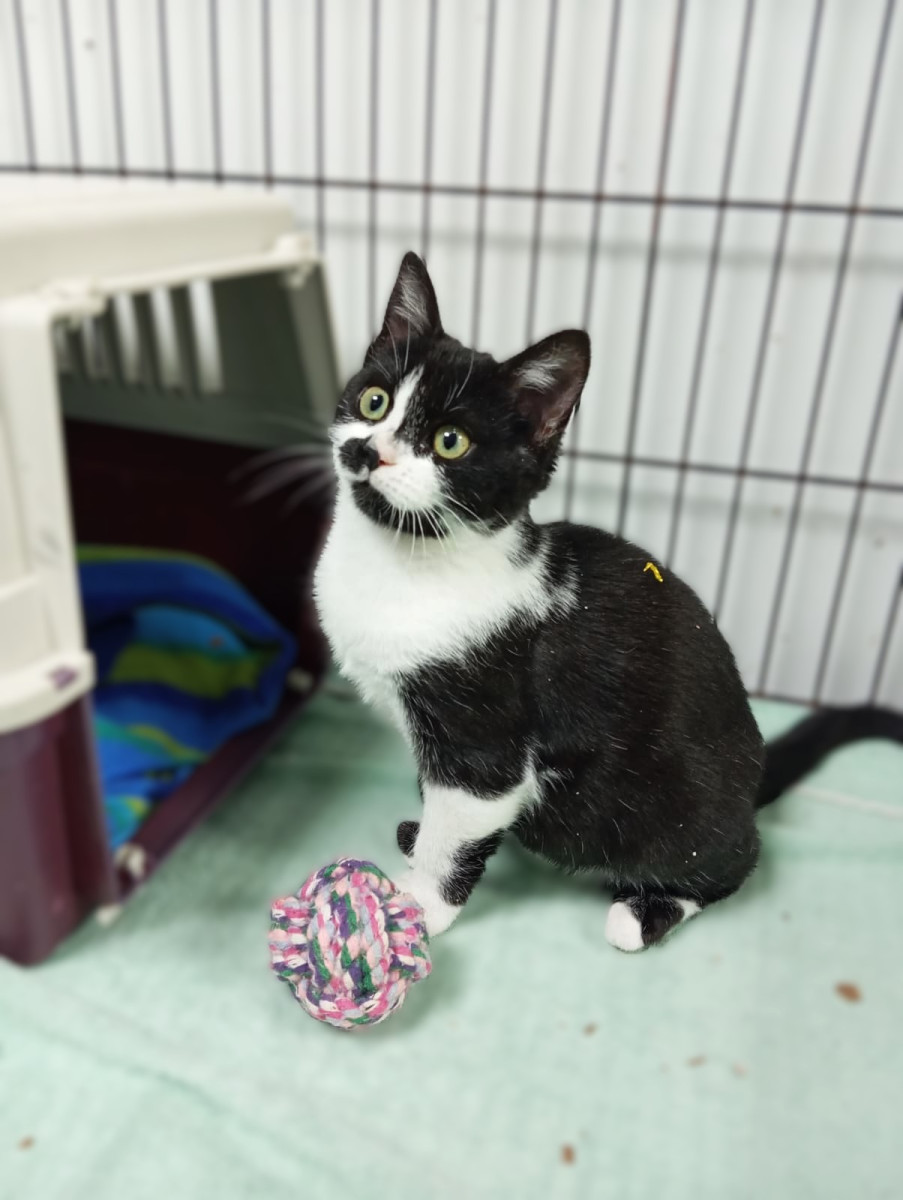 Imagen de GARGAMELA (URGENTE)