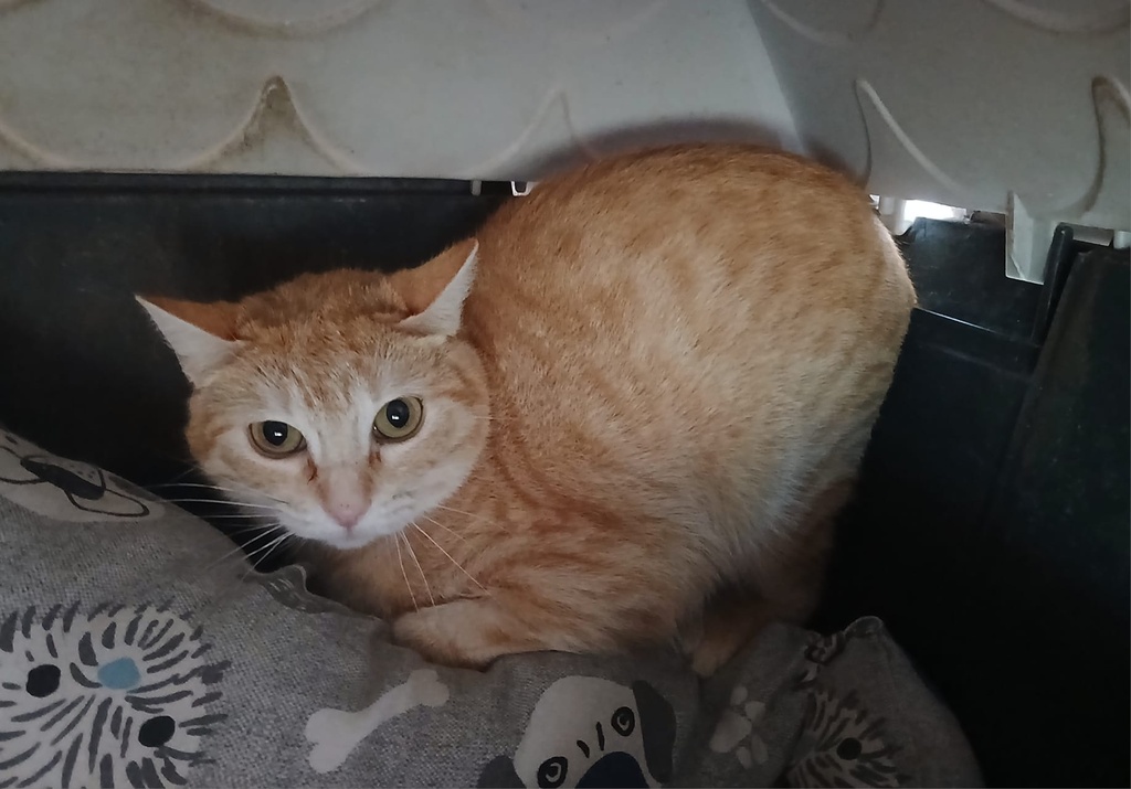 Imagen de FLORECILLA