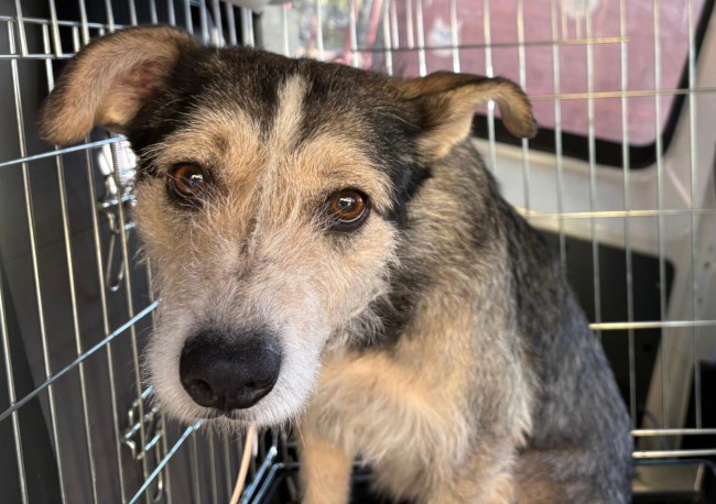 Imagen de Cuchian Dina