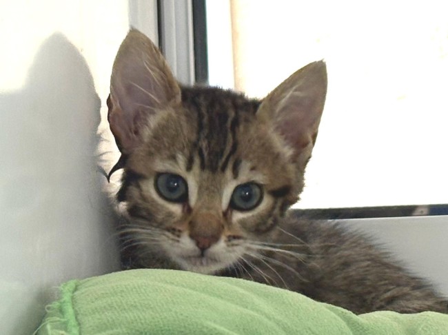 Imagen de Olena Mayo