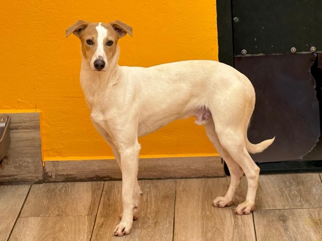 Imagen de Escarabajo T.