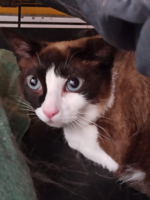 Imagen de Pedrita Coca