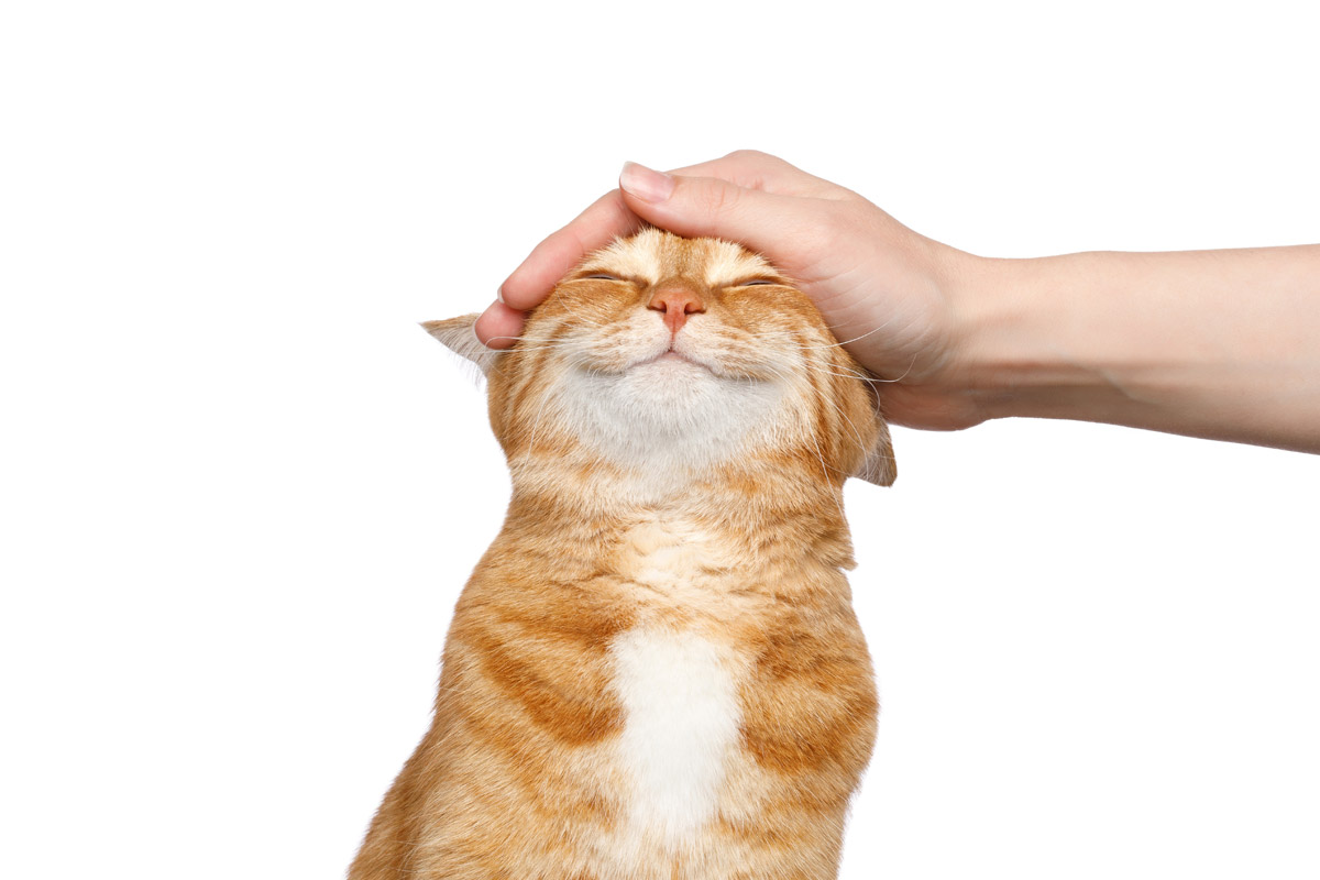 Animales permitidos y prohibidos como mascotas (Ley 7/2023)