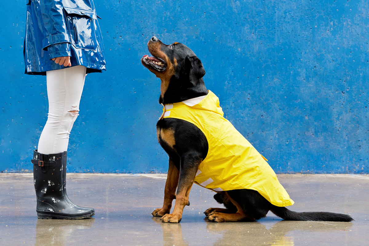 Animales potencialmente peligrosos: razas y normativa